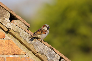 Adult male house sparrow, passer, domesticus, sitting on the roof of the house next door.