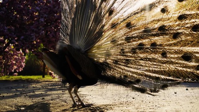 Domestic bird walking in spring garden. Back view peacock opening tremendous feather tail stands against back sun rays under blooming sakura in public park 