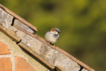 Adult male house sparrow, passer, domesticus, sitting on the roof of the house next door.