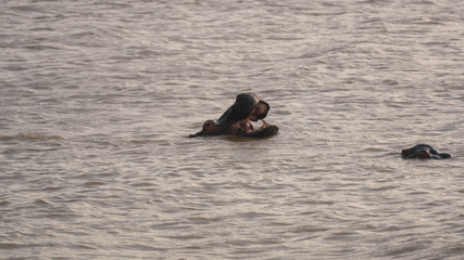 Fototapeta premium hippopotamus in a river in South Africa