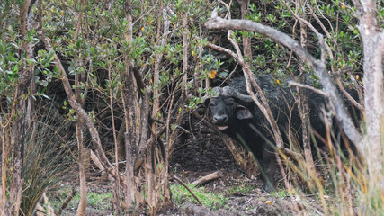 black buffalo in the wild