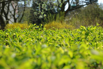Park nadmorski - Kołobrzeg