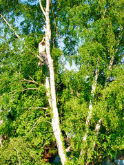 Fototapeta premium Mature male tree trimmer high in birch tree, 30 meters from ground, cutting branches with gas powered chainsaw and attached with headgear for safe job