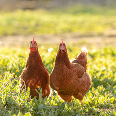 Two chickens watching