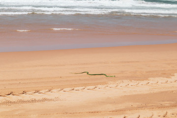 green mamba snake on the beach