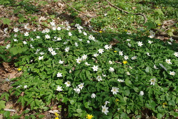 Park nadmorski w Kołobrzegu - wiosna