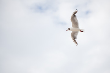 soaring seagull because of the blue and white sky