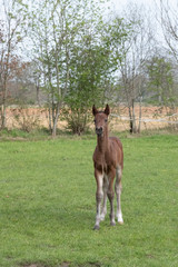 A young brown sport foal standing free on a spring meadow