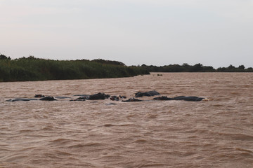 hippos  in the water