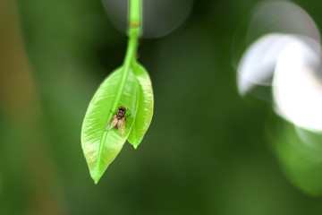 House fly, Fly, House fly on leaf