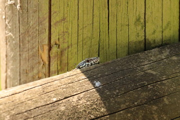 Eidechse auf einem Baumstamm