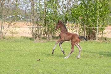 Cute small brown foal running in trot free in the field. Animal in motion