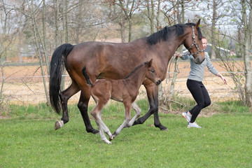Fototapeta premium Cute small brown foal running in trot free in the field with his mother. A young woman is running next to the motherhorse. Animal in motion