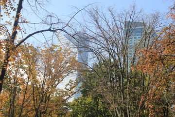 autumn in the forest
