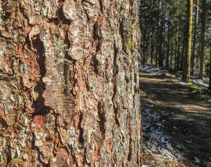 Oak tree bark pattern