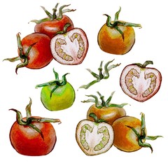 set of watercolor tomatoes