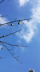 Under the blue sky and white clouds kapok tree fruit landscape