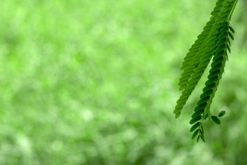 Blurred of green natural tree in park background.