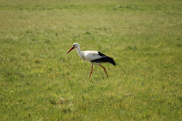 Storch auf der Wiese