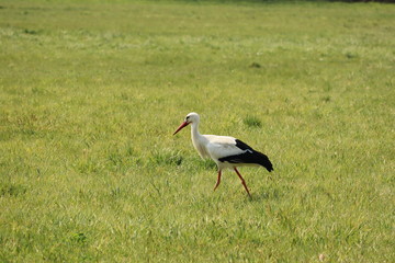 Storch auf der Wiese