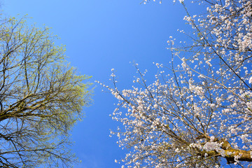 芽吹きの新緑と桜花