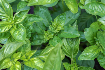 Fresh organic green basil growing in the garden. Top view of plenty fresh green basil plant leaves. Green basilico bushes. Greenery, green garden natural organic food