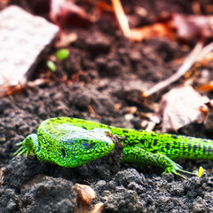 Portrait of a Small green lizard on the ground. Selective focus