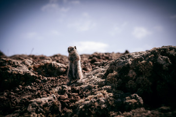 wiewiorka kanaryjska © Wiktor