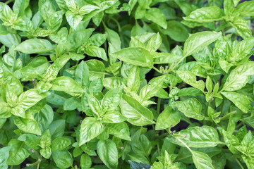 Fresh organic green basil growing in the garden. Top view of plenty fresh green basil plant leaves. Green basilico bushes. Greenery, green garden natural organic food