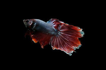 Betta fish, betta splendens (Fullmoon betta )isolated on black background