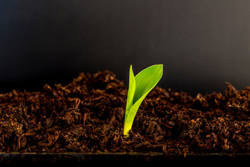 Little plant growing on soil with sunlight