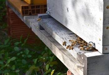 Bees entering in their hives