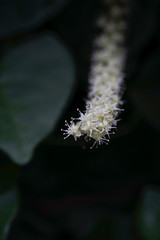 自然, 植える, 花, 緑, 