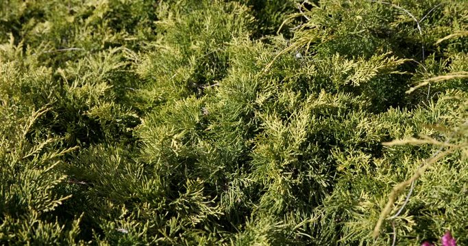 Flat growing conifer