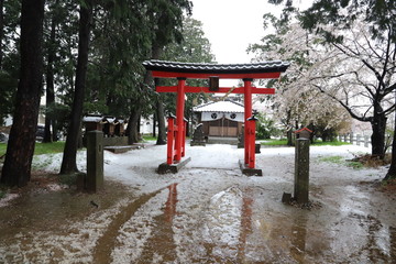 久伊豆神社の鳥居とソメイヨシノ（サクラ）の雪景色に映える様