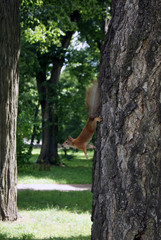 squirrel on the tree trunk