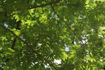 Fototapeta na wymiar japonica with leaves, in sunny weather