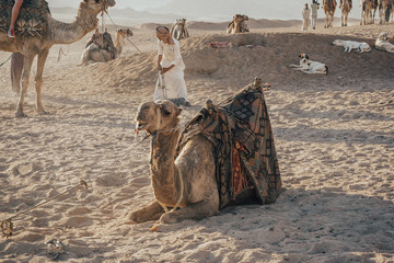 camels caravan sitting on the sand