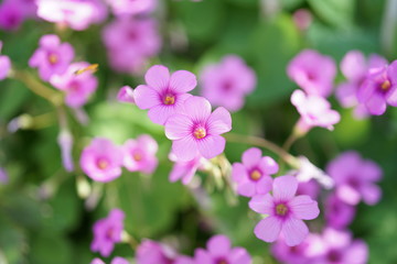Fototapeta na wymiar ピンク, 白, 自然、花, ばら, 全盛期, 孤立した, 緑, 植える, つぼみ, 葉, 