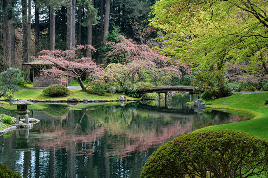 japanese garden with pond in spring