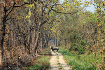 indian rhino in the chitwan national park