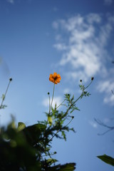 自然、花、空、コスモス、黄色