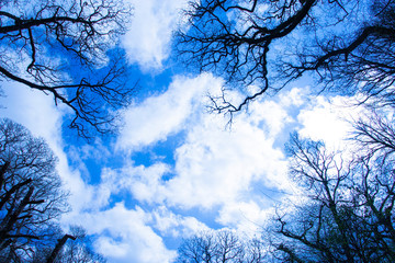 Gazing up through trees in spring towards a cloudy blue sky.