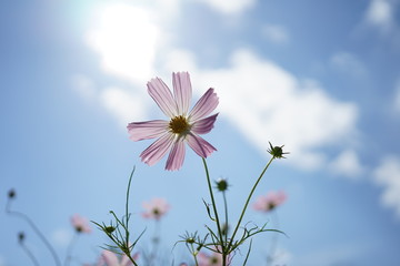 自然、花、空、コスモス、ピンク色