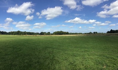 green field and blue sky