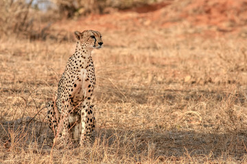 A cheetah watching the sunset