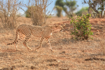 cheetah in tsavo national park