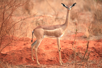springbok antelope kalahari desert south africa