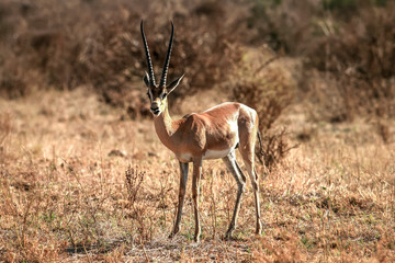 impala in the savannah