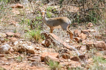 deer in the forest